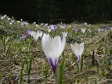 Crocus