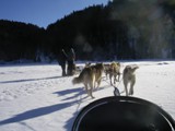 Dog Sledging