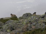 Marmots